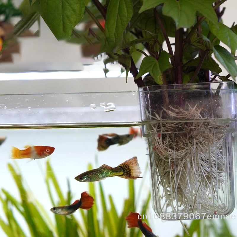 Wall-Mounted Transparent Hydro - đánh giá và giá Aquarium Planted Tank Setup