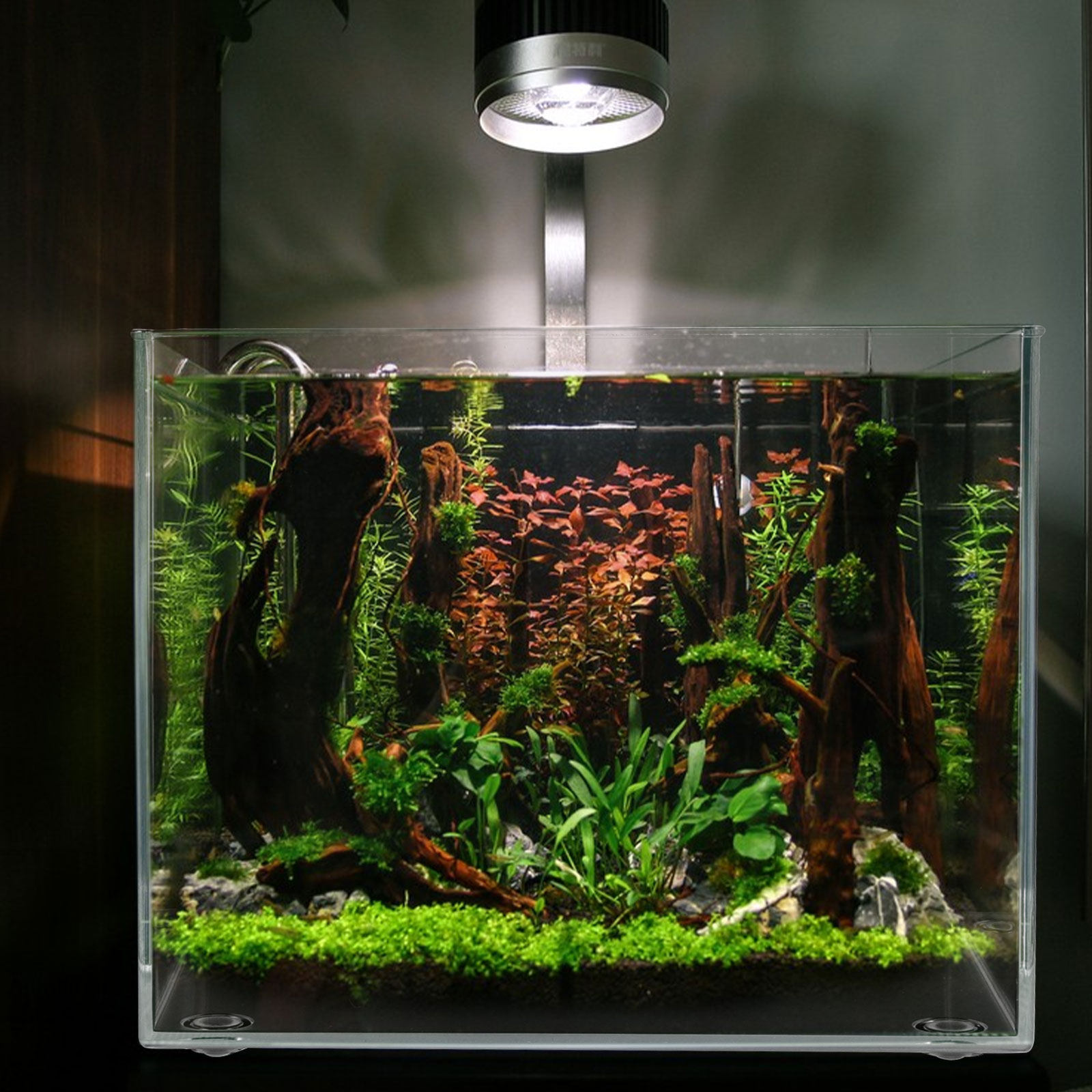 Desktop Mini Aquarium for Bett - đánh giá và giá Planted Aquarium For Betta