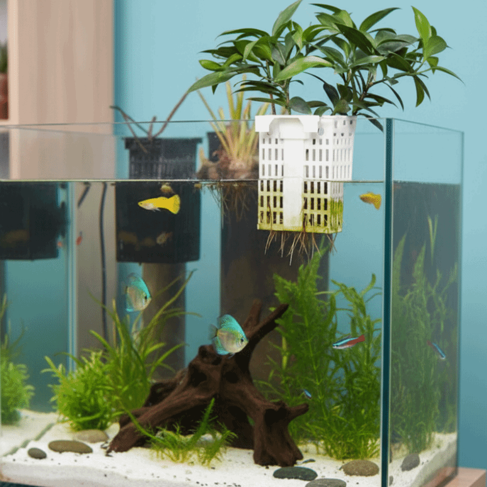 Wall Hanging Aquatic Plant Hol - đánh giá và giá Aquarium Planted Wall