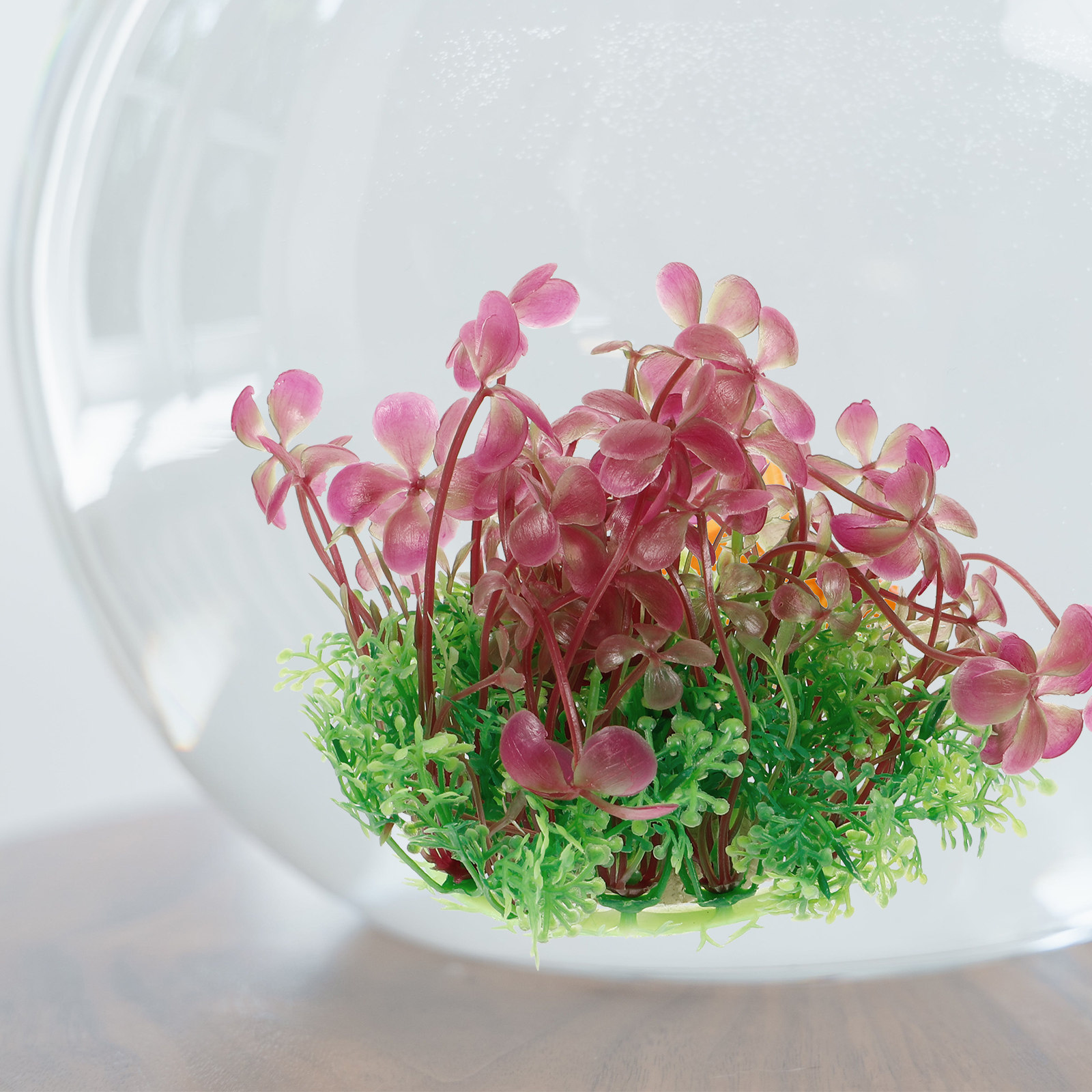 4 Leaf Clover Aquarium Decorat - đánh giá và giá Aquarium Planted Tank Setup