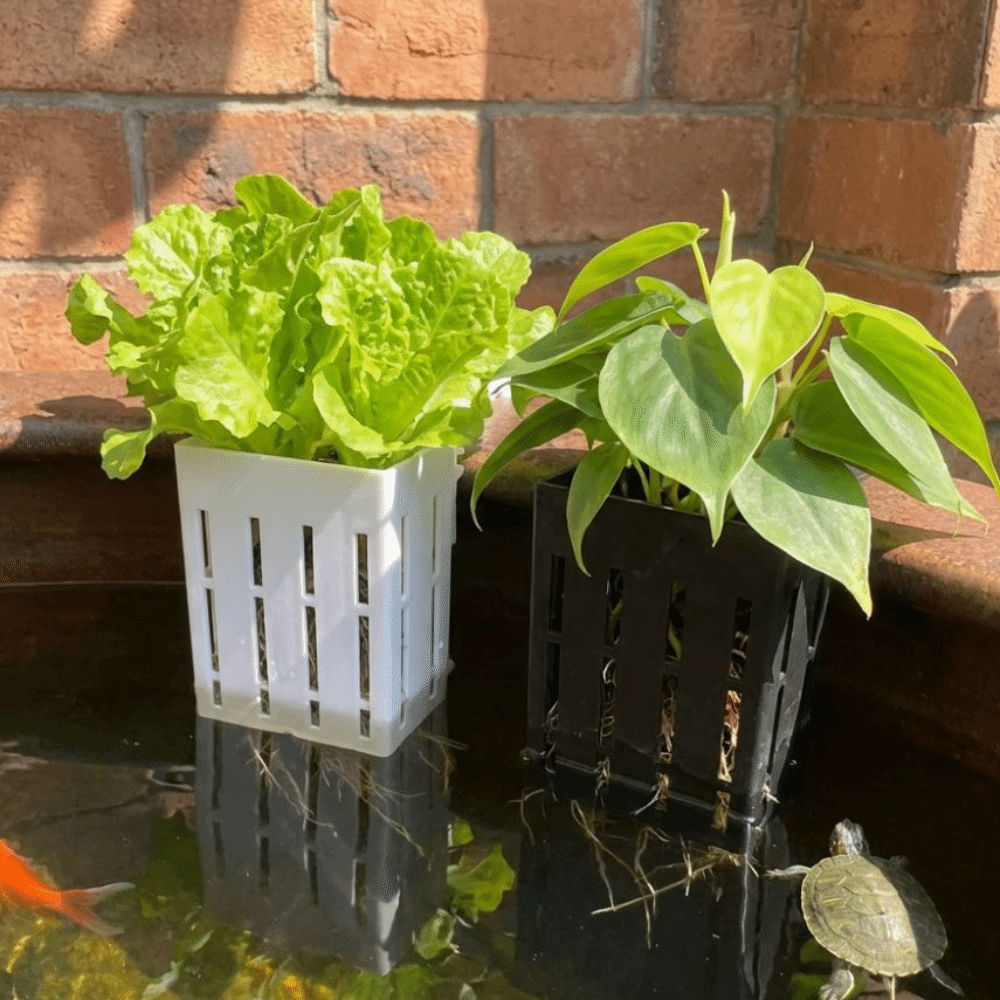 Wall-Mounted Aquarium Plant Ba - đánh giá và giá Aquarium Planted Wall