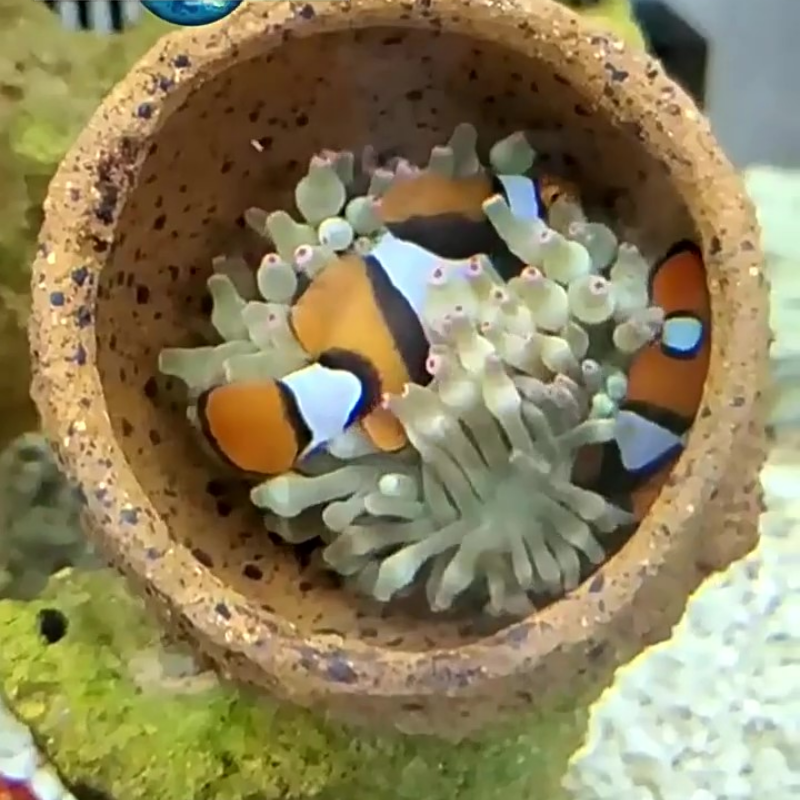 Anemone Nest Run-proof Coral J - đánh giá và giá Planted Aquarium Jar