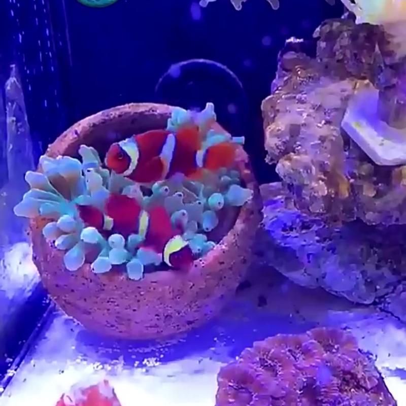 Anemone Nest Run-proof Coral J - đánh giá và giá Planted Aquarium Jar