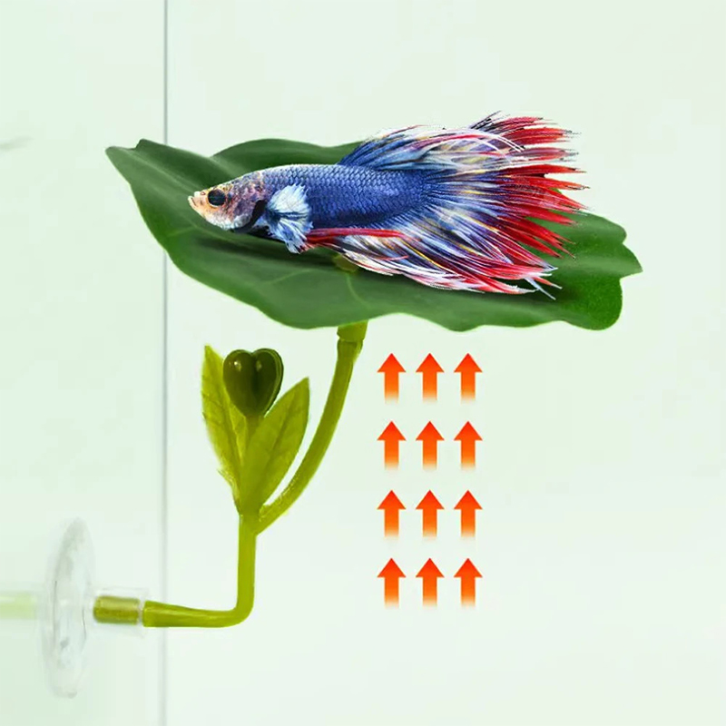1Pc Green Leaf Betta Fish Hamm - đánh giá và giá Planted Aquarium For Betta