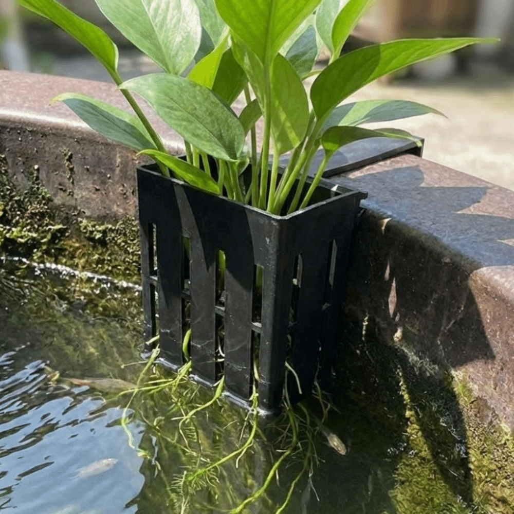 Wall-Mounted Aquarium Plant Ba - đánh giá và giá Aquarium Planted Wall