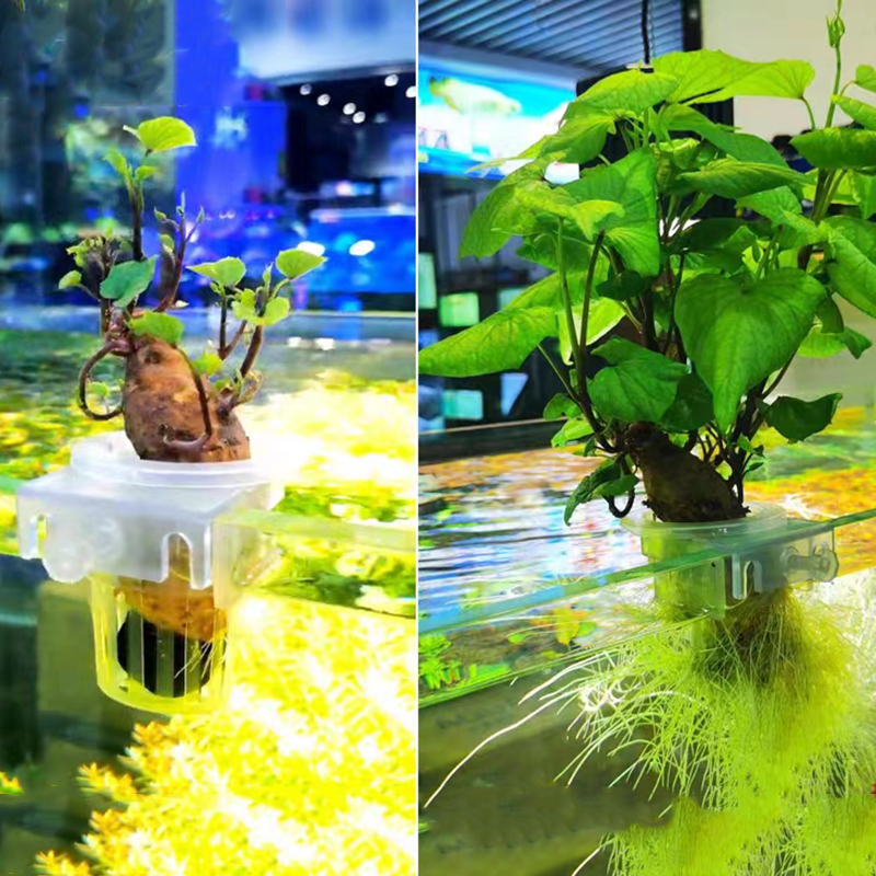 Aquarium Planting Basket Hydro - đánh giá và giá Aquarium Planted Wall